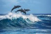 The Science Behind Dolphin Communication and Their Intricate Social Bonds