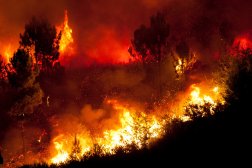 Top 5 Ways Fire Supports Habitat Renewal and Wildlife Sustainability