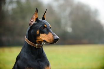 Legal Requirements and Benefits of Pet Identification: Tags vs. Microchips
