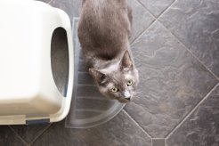 Top 5 Proven Methods for Effective Kitten Litter Training