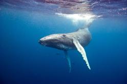 Evolutionary Strategies That Help Species Endure Mass Extinctions