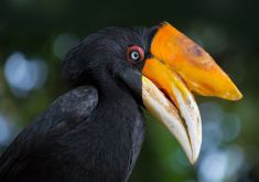 The Role of Conservation Photography in Protecting Wildlife and Ecosystems