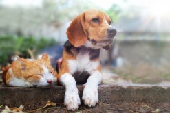 Why Adding Another Pet Might Be the Best Decision You Make