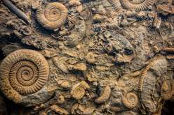 The Origins of Life: Understanding the Mystery of Earth’s Earliest Creatures