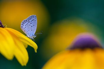 The Role of Wildlife in Shaping Plant Diversity and Distribution