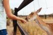 Understanding the Science Behind Reintroducing Captive-Bred Animals to the Wild