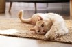 Preventing Hairballs: Dietary Tips for a Happier, Healthier Cat