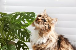 Common Houseplants That Pose a Toxic Risk to Pets and How to Identify Them
