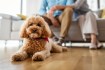 Top 5 Must-Have Items on Your Pet Sitting Checklist for Peace of Mind