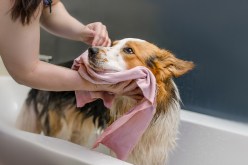 The Science Behind the Best Treatments for Preventing Fleas and Ticks