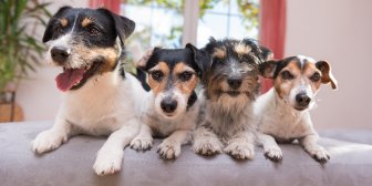 How to Effectively Manage Odor Control in Multi-Pet Homes
