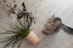 Understanding and Redirecting Your Pet’s Bad Habits Without Punishment
