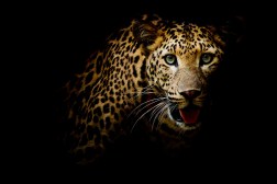 How Storytelling Enhances the Power of Your Conservation Photography